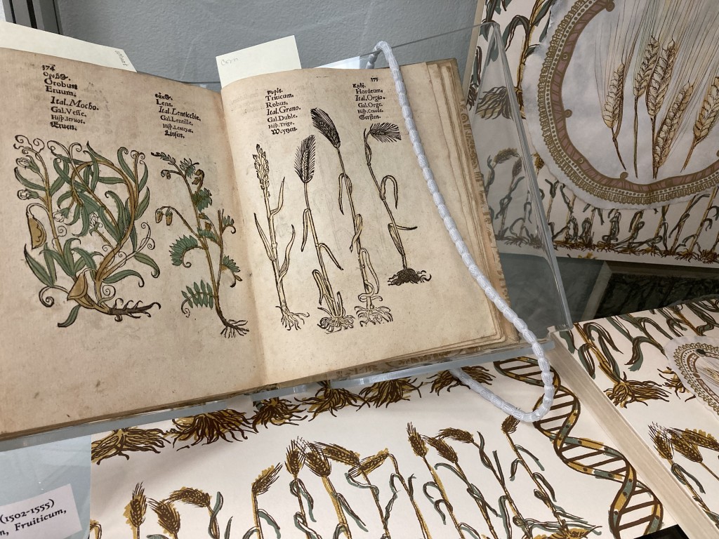 The "Wheat/Corn" wallpaper installed at the Lloyd Library & Museum with Christian Egenolff, 1562“Plantarum, arborum, fruticum, e